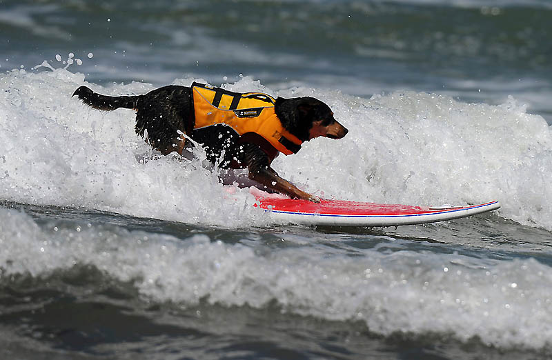 Фотография: Снова собачий серфинг №22 - BigPicture.ru