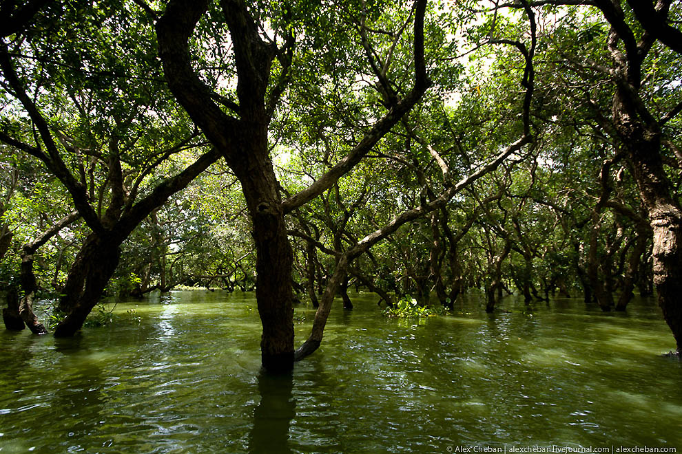 Фотография: Затопленные леса в Камбодже №22 - BigPicture.ru