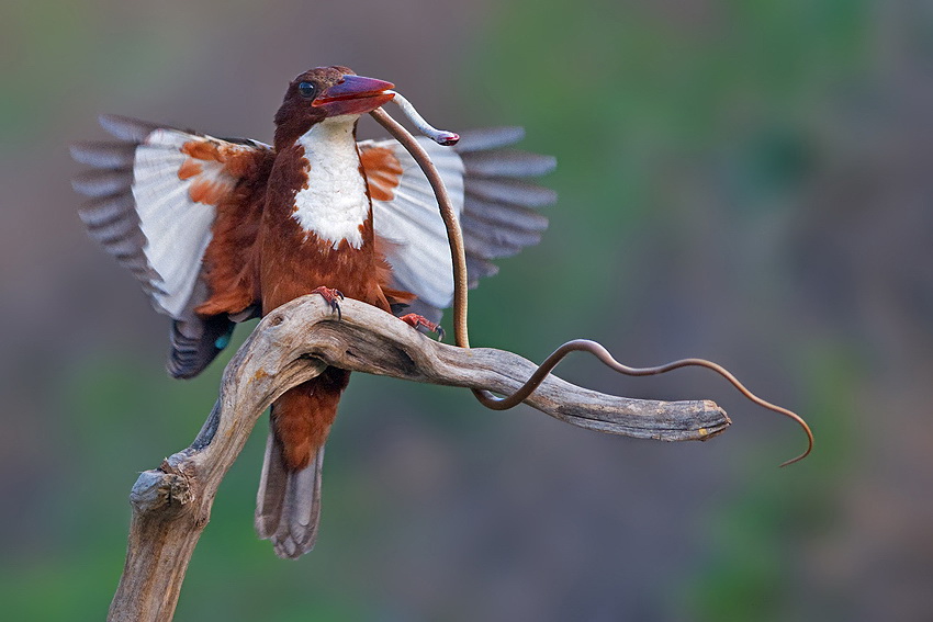 Фотография: Удивительные фотографии птиц Яки Зандера №3 - BigPicture.ru