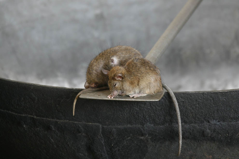 Фотография: Священные крысы Карни Мата №23 - BigPicture.ru