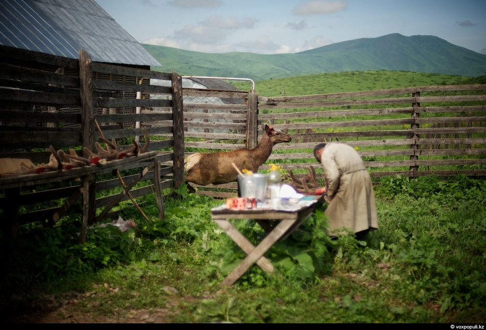 Фотография: Как молодым оленям срезают рога, чтобы добыть пантокрин №24 - BigPicture.ru