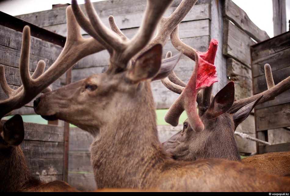 Фотография: Как молодым оленям срезают рога, чтобы добыть пантокрин №25 - BigPicture.ru