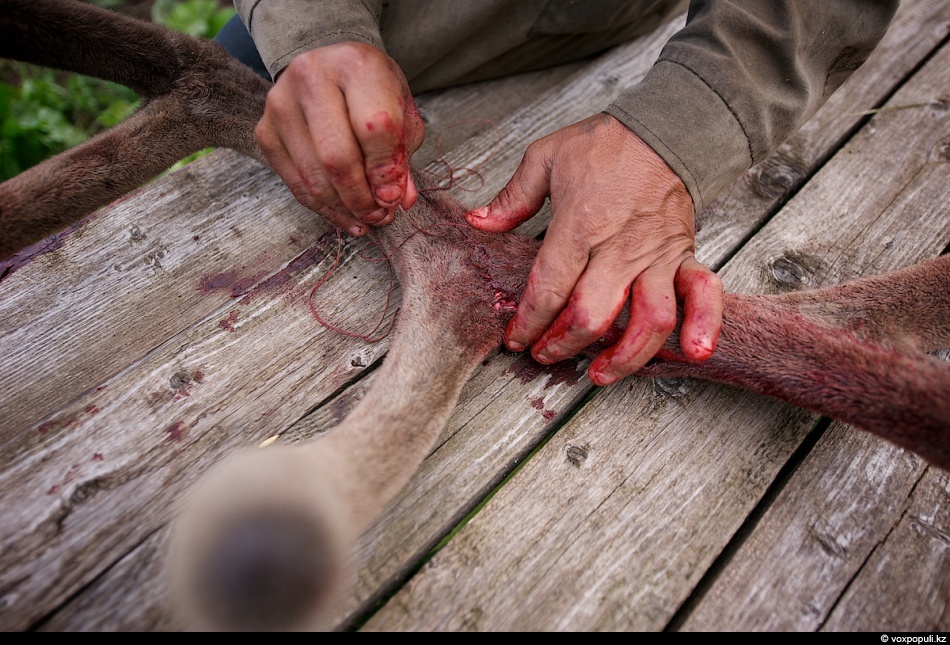 Фотография: Как молодым оленям срезают рога, чтобы добыть пантокрин №26 - BigPicture.ru