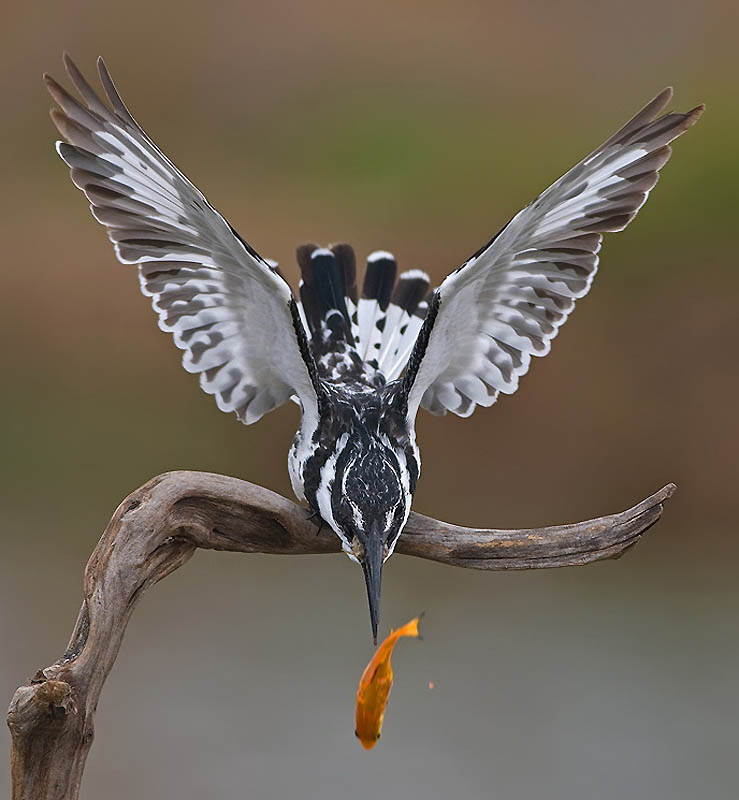 Фотография: Удивительные фотографии птиц Яки Зандера №30 - BigPicture.ru