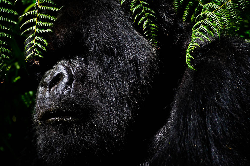 Фотография: Горные гориллы №4 - BigPicture.ru
