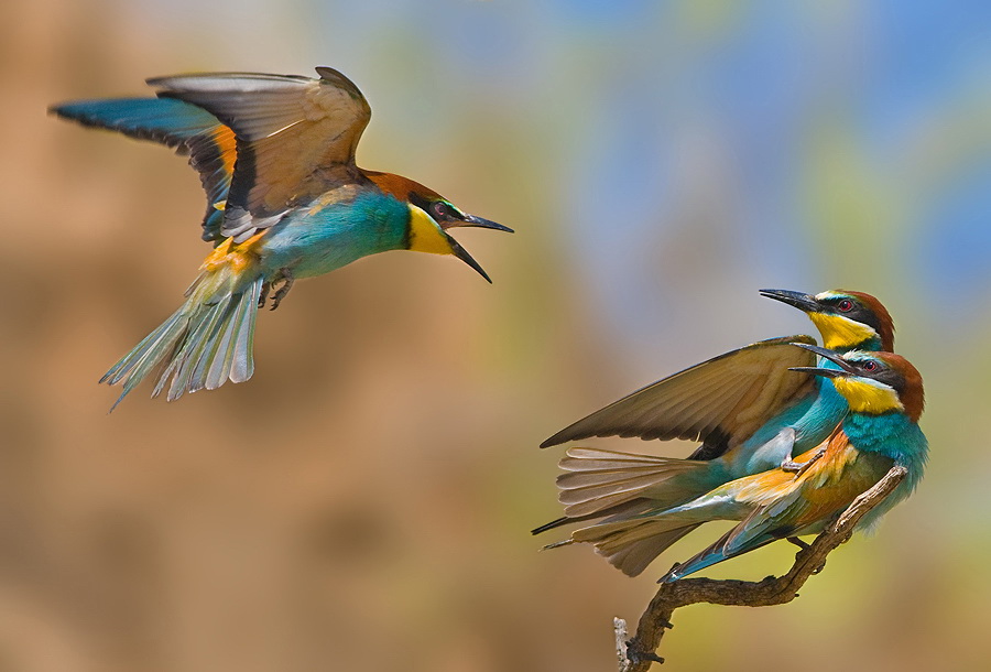 Фотография: Удивительные фотографии птиц Яки Зандера №4 - BigPicture.ru