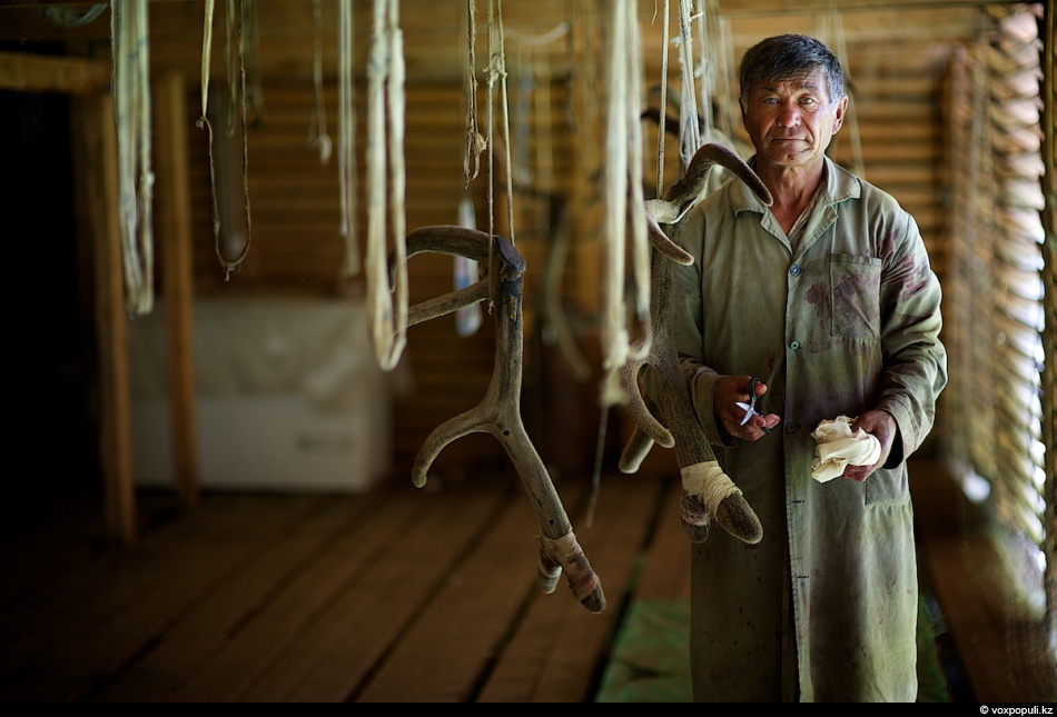 Фотография: Как молодым оленям срезают рога, чтобы добыть пантокрин №34 - BigPicture.ru