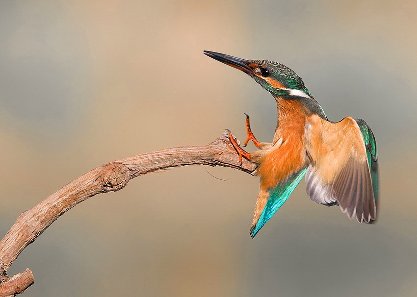 Фотография: Удивительные фотографии птиц Яки Зандера №36 - BigPicture.ru