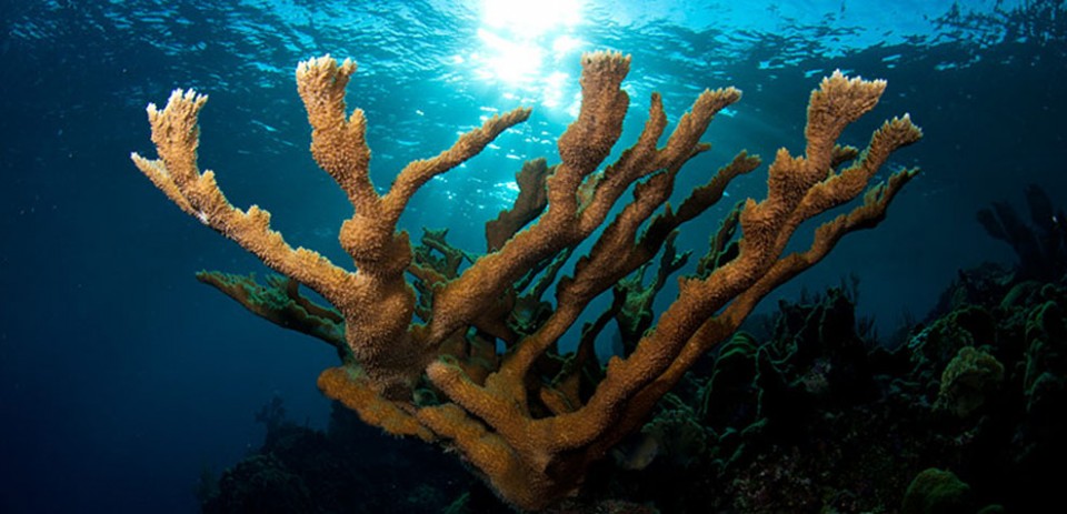 Фотография: Кораллы, нуждающиеся в защите №5 - BigPicture.ru