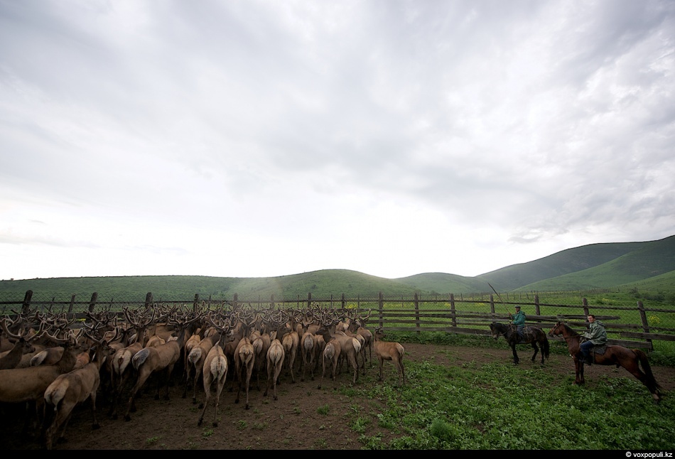 Фотография: Как молодым оленям срезают рога, чтобы добыть пантокрин №5 - BigPicture.ru