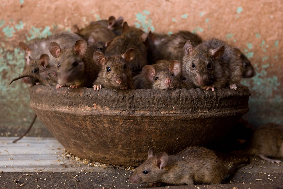 Фотография: Священные крысы Карни Мата №5 - BigPicture.ru