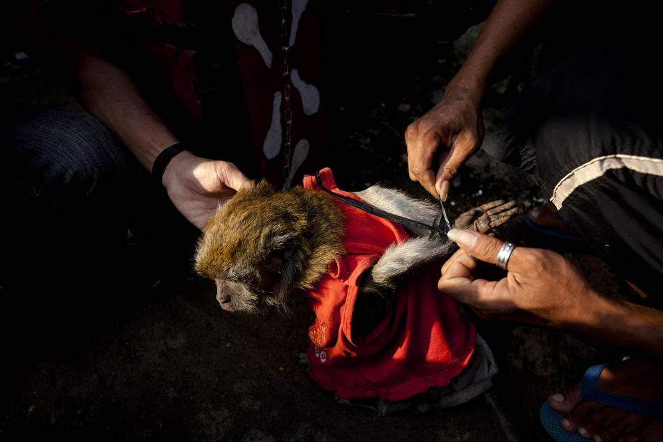 Фотография: Дрессированные обезьянки в Индонезии №5 - BigPicture.ru