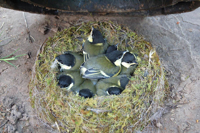 Фотография: Птичьи гнезда в неожиданных местах №5 - BigPicture.ru