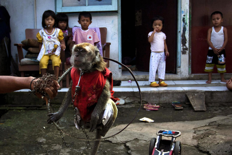 Фотография: Дрессированные обезьянки в Индонезии №6 - BigPicture.ru