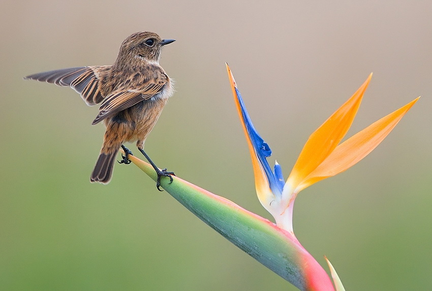 Фотография: Удивительные фотографии птиц Яки Зандера №6 - BigPicture.ru
