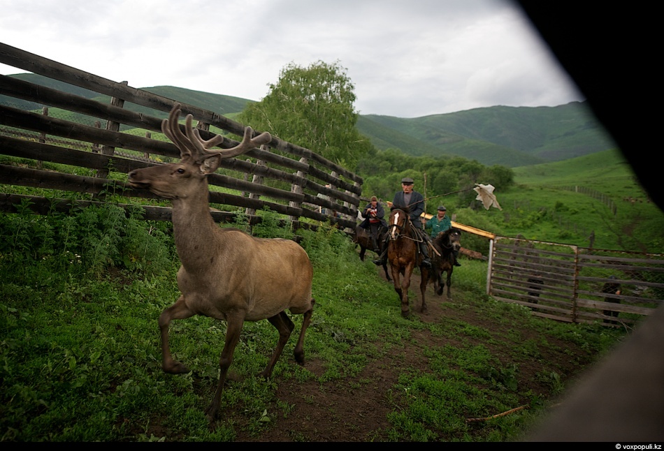 Фотография: Как молодым оленям срезают рога, чтобы добыть пантокрин №7 - BigPicture.ru