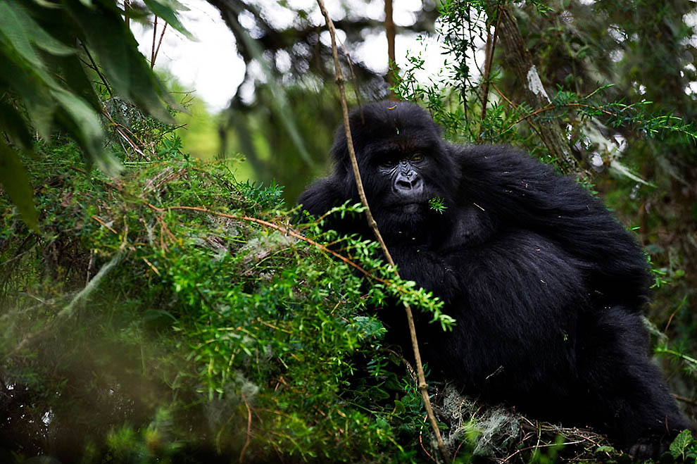 Фотография: Горные гориллы №8 - BigPicture.ru