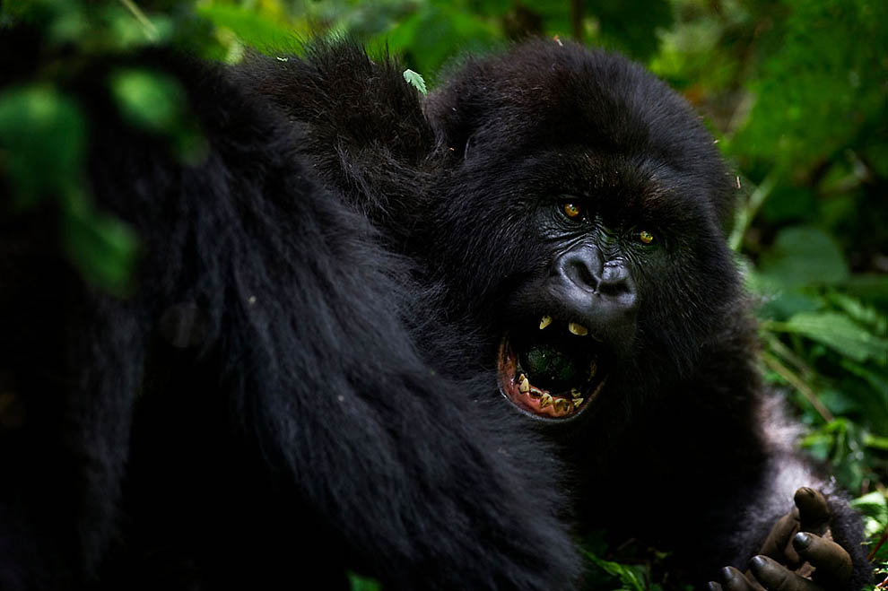 Фотография: Горные гориллы №9 - BigPicture.ru