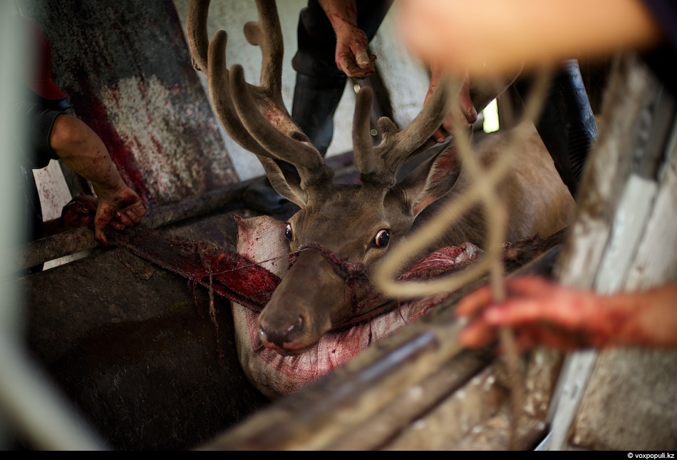 Фотография: Как молодым оленям срезают рога, чтобы добыть пантокрин №10 - BigPicture.ru
