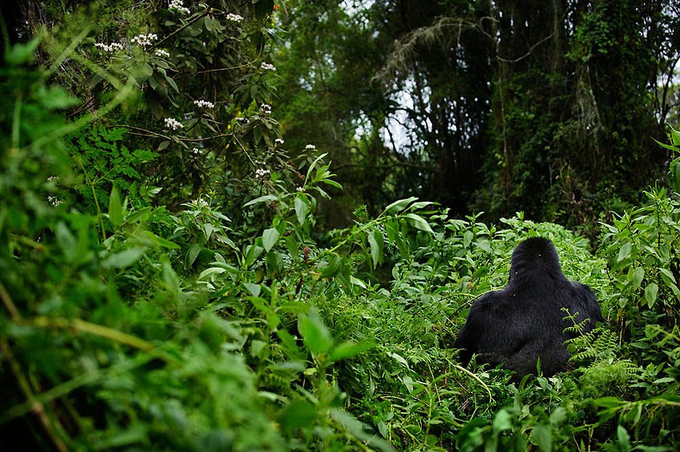 Фотография: Горные гориллы №10 - BigPicture.ru