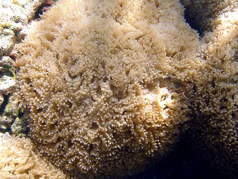 Фотография: Кораллы, нуждающиеся в защите №10 - BigPicture.ru