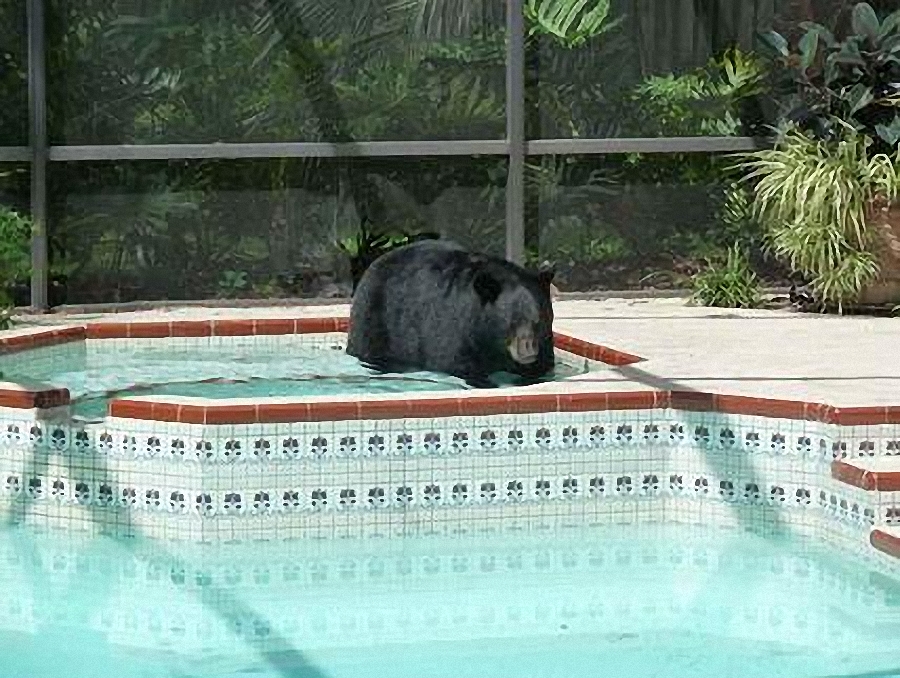 Фотография: Медведь в бассейне №4 - BigPicture.ru