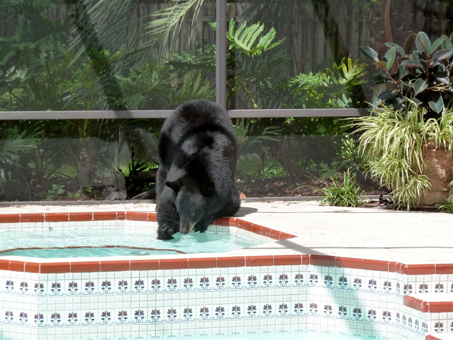 Фотография: Медведь в бассейне №2 - BigPicture.ru