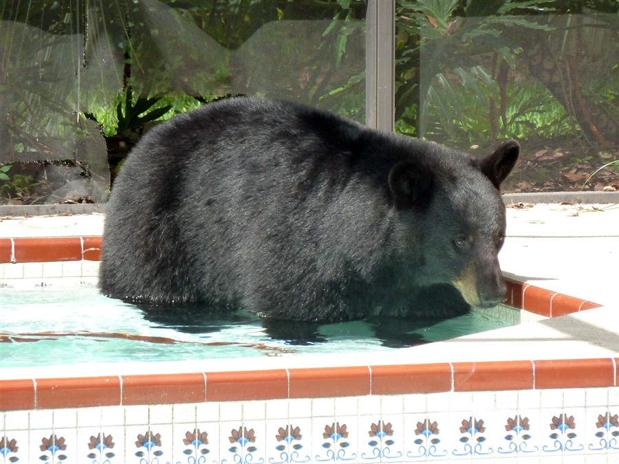Фотография: Медведь в бассейне №3 - BigPicture.ru