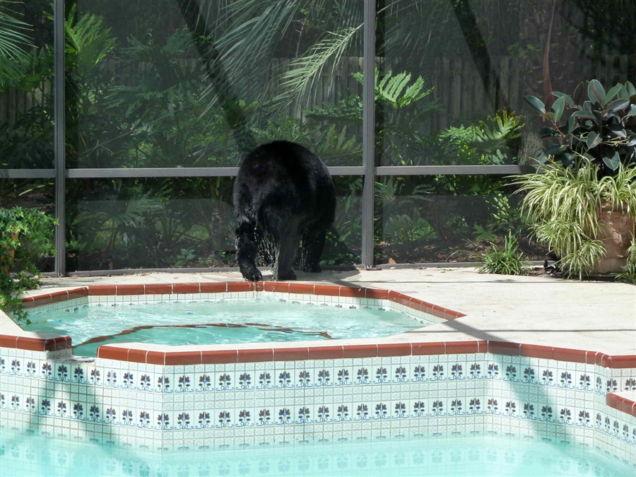 Фотография: Медведь в бассейне №5 - BigPicture.ru