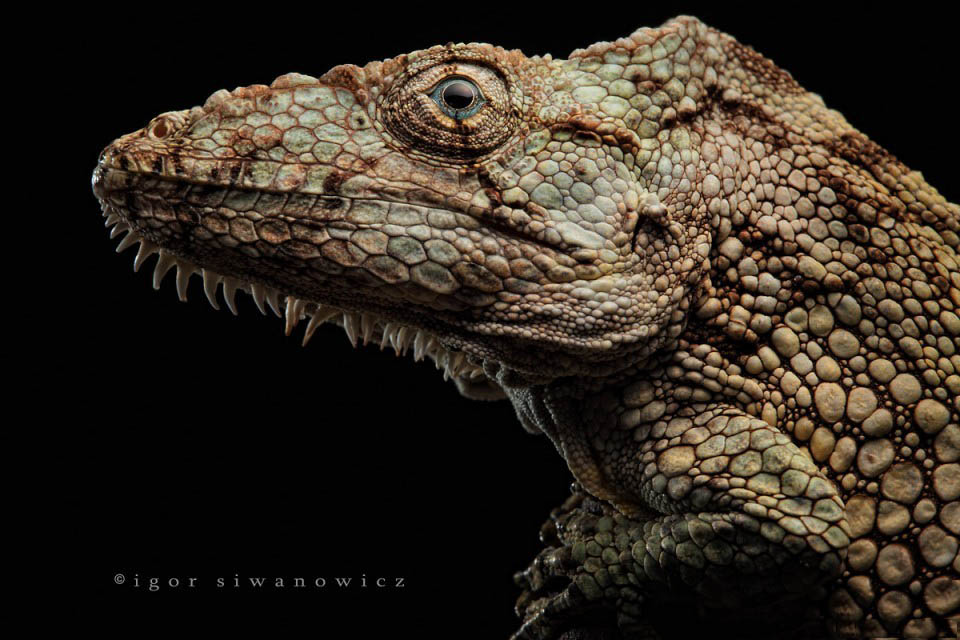 Фотография: Рептилии и амфибии Игоря Сивановича №16 - BigPicture.ru
