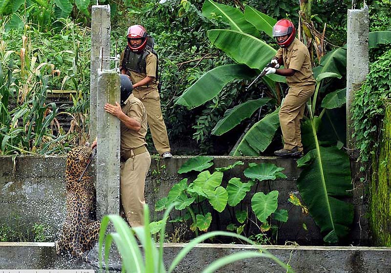 Фотография: В Индии дикий леопард покалечил шестерых лесников №2 - BigPicture.ru