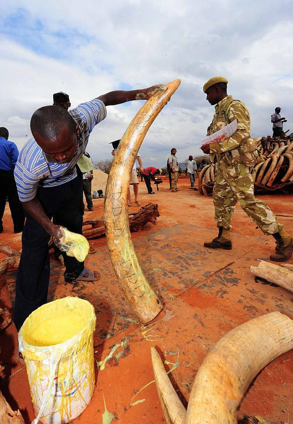 Фотография: В Кении сожгли 5 тонн слоновой кости №4 - BigPicture.ru
