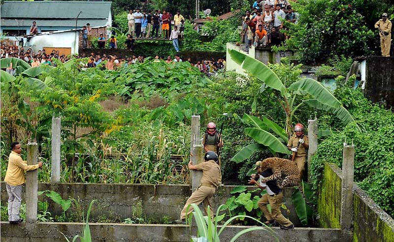 Фотография: В Индии дикий леопард покалечил шестерых лесников №6 - BigPicture.ru