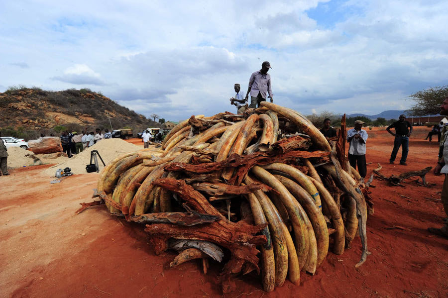 Фотография: В Кении сожгли 5 тонн слоновой кости №6 - BigPicture.ru