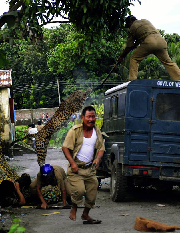 Фотография: В Индии дикий леопард покалечил шестерых лесников №8 - BigPicture.ru