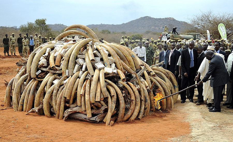 Фотография: В Кении сожгли 5 тонн слоновой кости №7 - BigPicture.ru