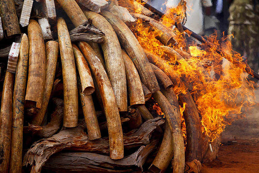 Фотография: В Кении сожгли 5 тонн слоновой кости №9 - BigPicture.ru