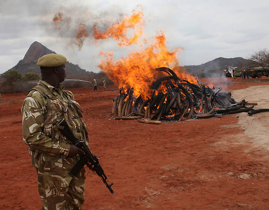 Фотография: В Кении сожгли 5 тонн слоновой кости №11 - BigPicture.ru