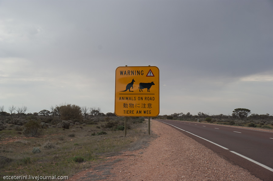 Фотография: Большое путешествие: 7000 километров по Австралии (Часть 4) №11 - BigPicture.ru