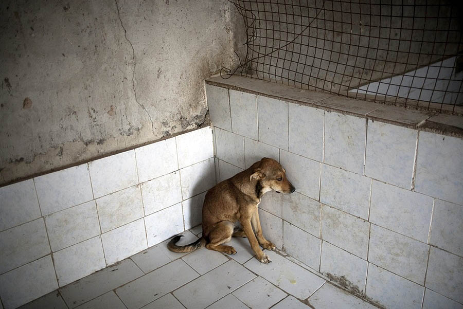 Фотография: Иран против собак №3 - BigPicture.ru