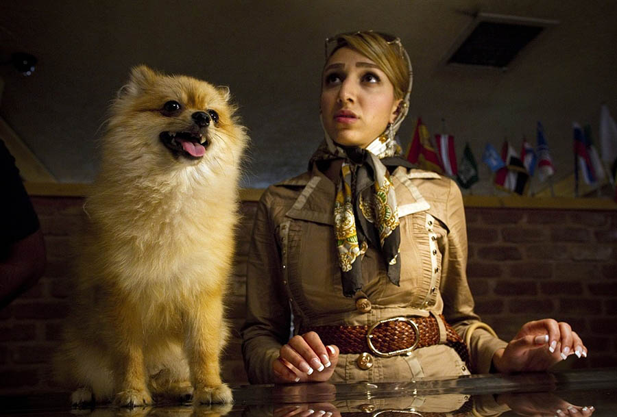 Фотография: Иран против собак №4 - BigPicture.ru