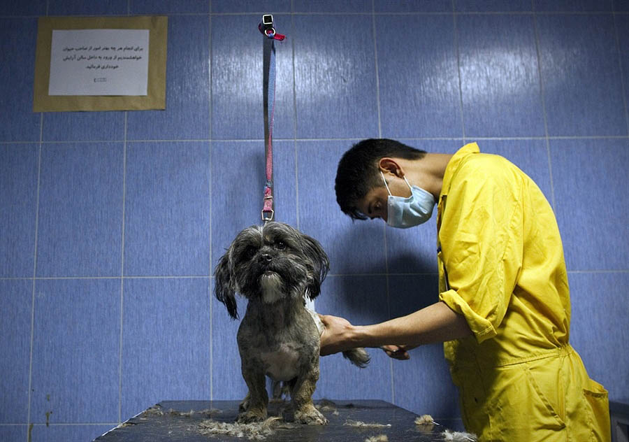 Фотография: Иран против собак №5 - BigPicture.ru