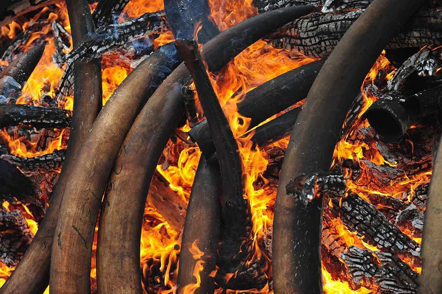 Фотография: В Кении сожгли 5 тонн слоновой кости №12 - BigPicture.ru