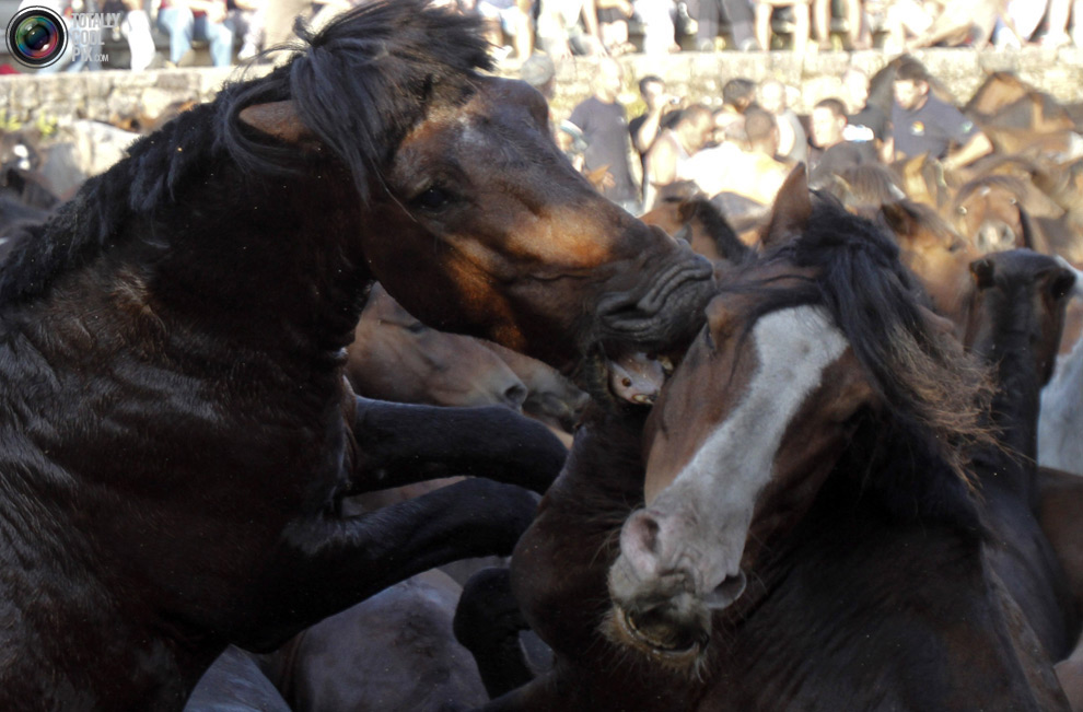 Фотография: Укрощение лошадей: Фестиваль Rapa das Bestas №2 - BigPicture.ru