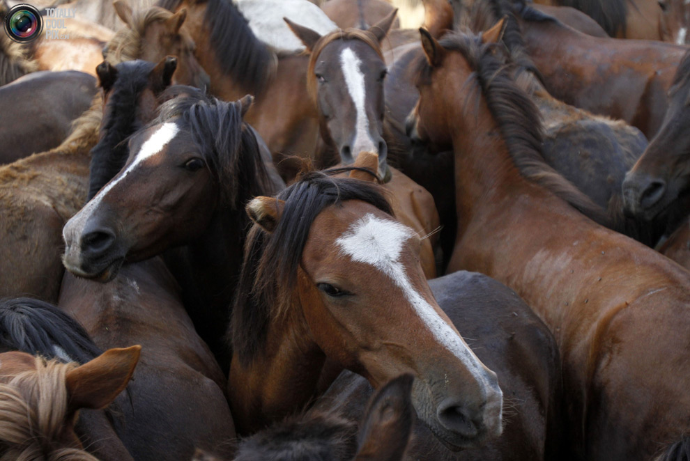 Фотография: Укрощение лошадей: Фестиваль Rapa das Bestas №12 - BigPicture.ru