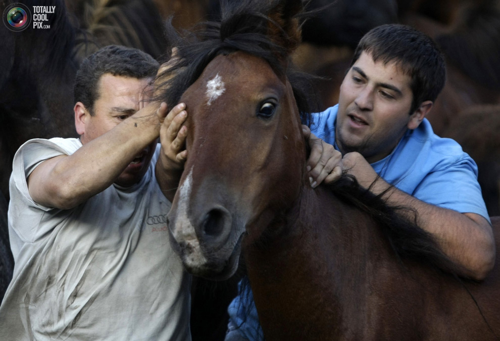 Фотография: Укрощение лошадей: Фестиваль Rapa das Bestas №13 - BigPicture.ru