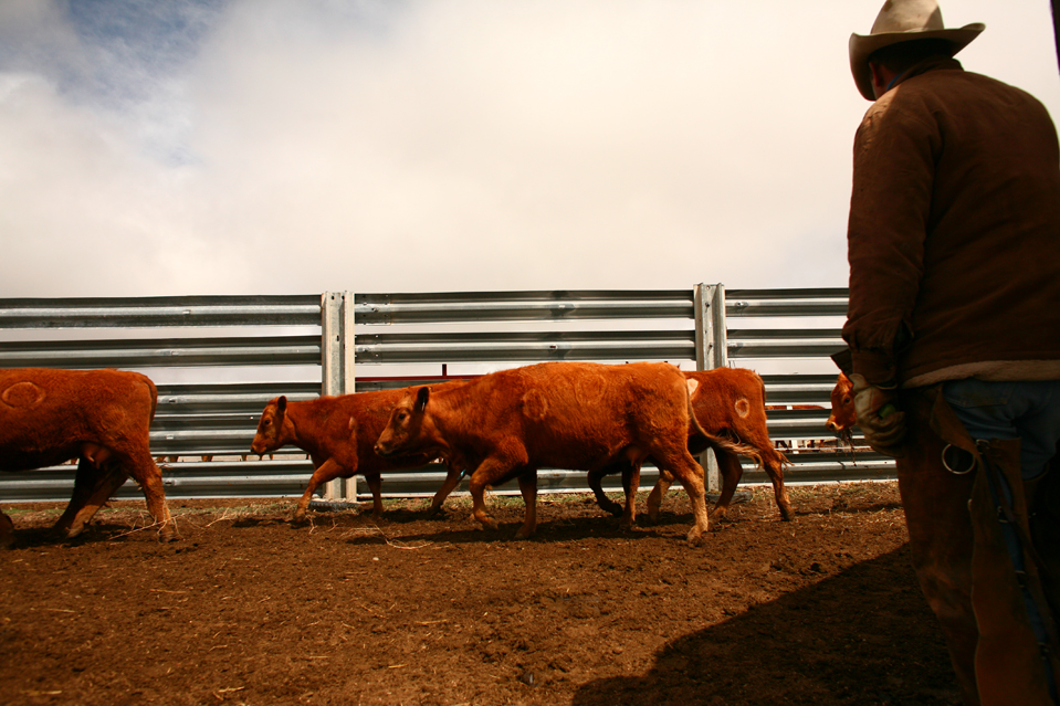 Фотография: Клеймение скота на ранчо 