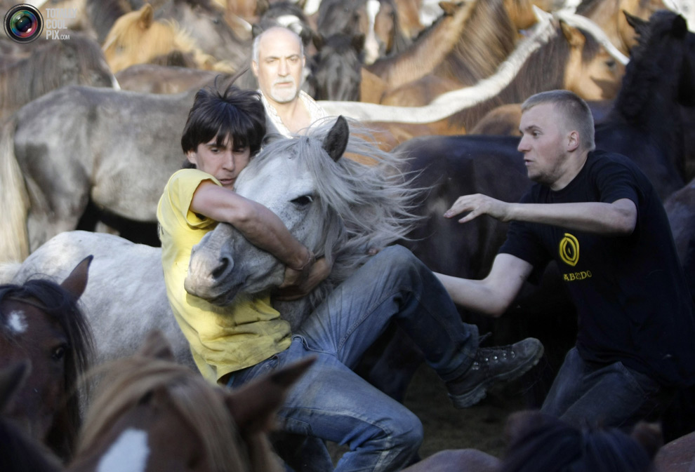 Фотография: Укрощение лошадей: Фестиваль Rapa das Bestas №14 - BigPicture.ru