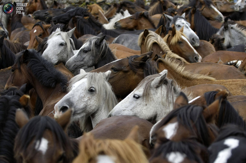 Фотография: Укрощение лошадей: Фестиваль Rapa das Bestas №15 - BigPicture.ru