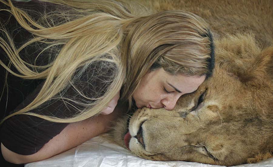 Фотография: Парализованного льва пытаются спасти всем миром №9 - BigPicture.ru